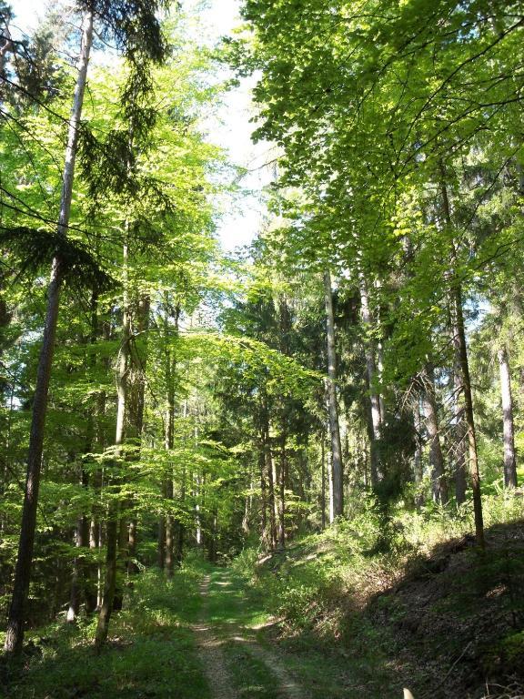 Villa Blockhaus Hedwig Stamsried Esterno foto